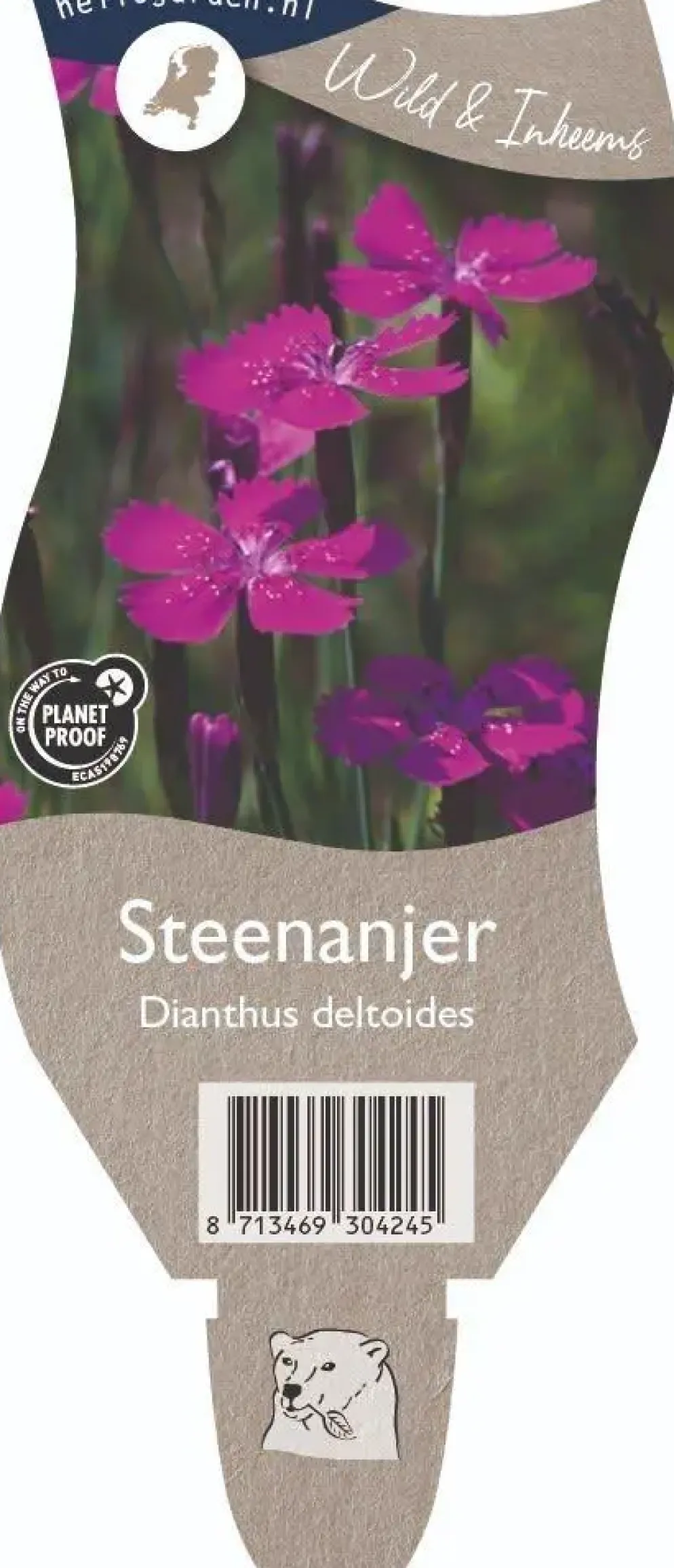 Dianthus deltoides (Steenanjer)