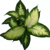 Dieffenbachia camilla (Dief van Bagdad) 30cm