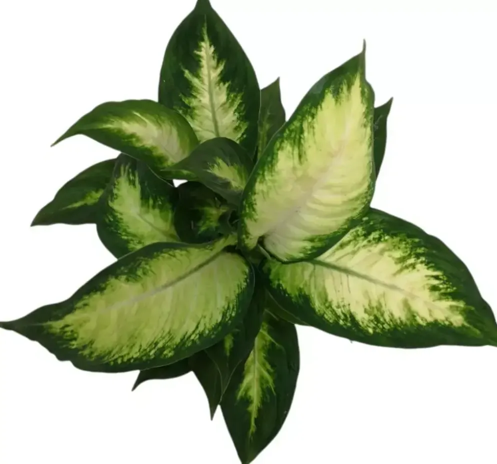 Dieffenbachia camilla (Dief van Bagdad) 30cm
