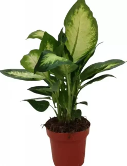 Dieffenbachia camilla (Dief van Bagdad) 30cm