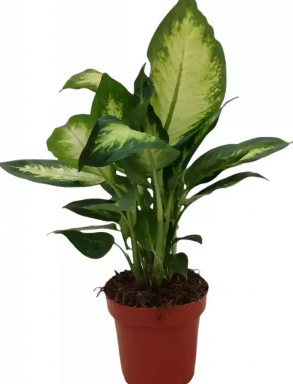 Dieffenbachia camilla (Dief van Bagdad) 30cm