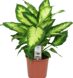 Dieffenbachia camilla (Dief van Bagdad) 55cm
