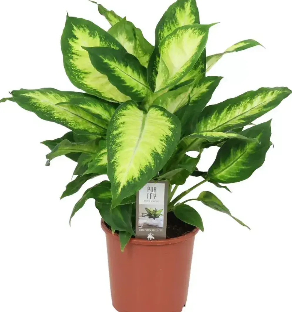 Dieffenbachia camilla (Dief van Bagdad) 55cm