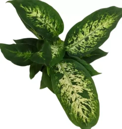 Dieffenbachia compacta (Dief van Bagdad) 30cm