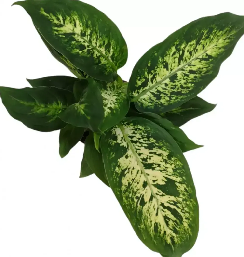 Dieffenbachia compacta (Dief van Bagdad) 30cm