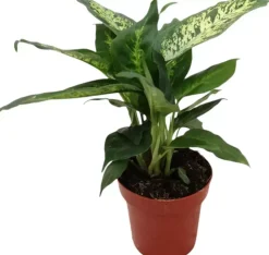 Dieffenbachia compacta (Dief van Bagdad) 30cm