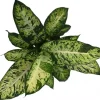 Dieffenbachia compacta (Dief van Bagdad) 55cm