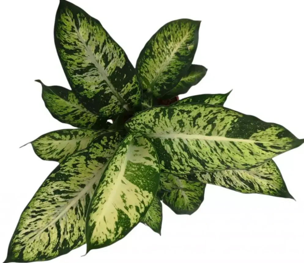 Dieffenbachia compacta (Dief van Bagdad) 55cm