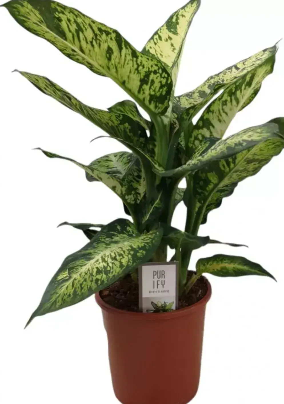 Dieffenbachia compacta (Dief van Bagdad) 55cm