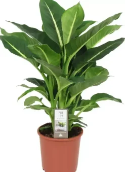 Dieffenbachia 'green magic' (Dief van Bagdad) 60cm