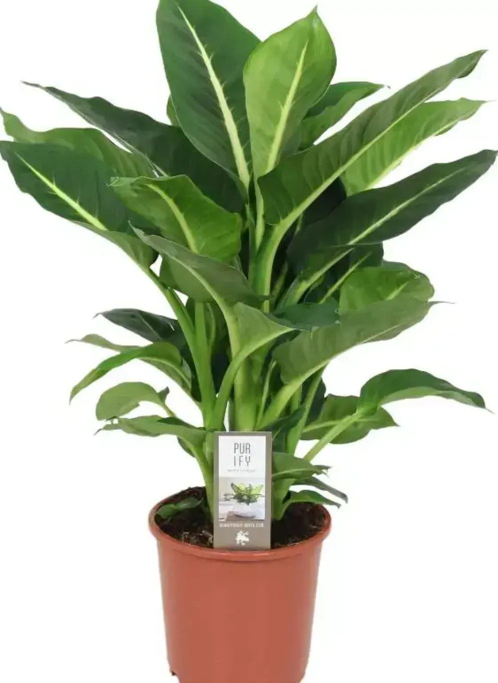 Dieffenbachia 'green magic' (Dief van Bagdad) 60cm