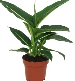 Dieffenbachia 'green magic' (Dief van Bagdad) 40cm