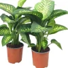 Dieffenbachia seguine 'tropic snow' 60cm