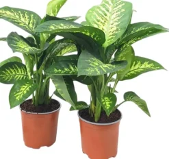 Dieffenbachia seguine 'tropic snow' 60cm