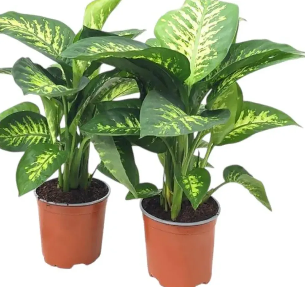 Dieffenbachia seguine 'tropic snow' 60cm