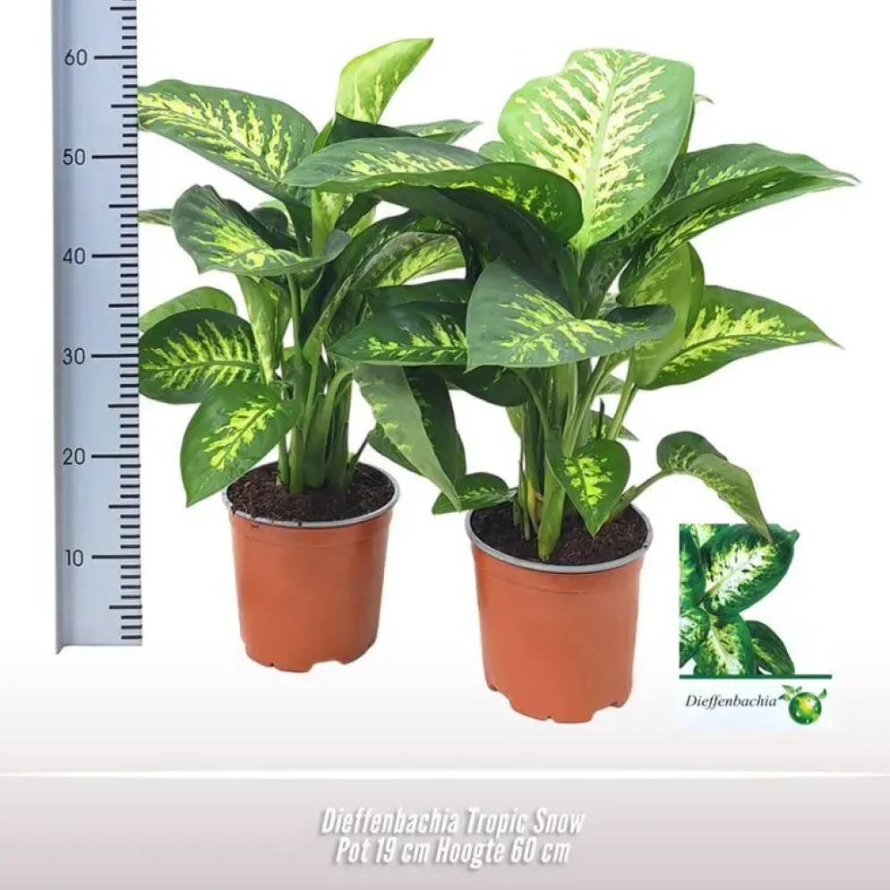 Dieffenbachia seguine 'tropic snow' 60cm