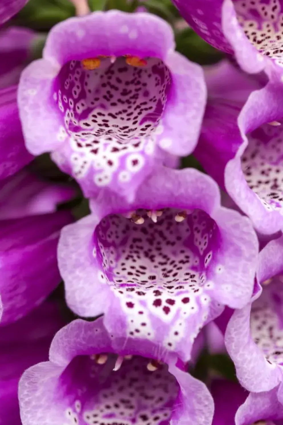 Digitalis purpurea 'Dalmatian Purple' (Vingerhoedjeskruid)