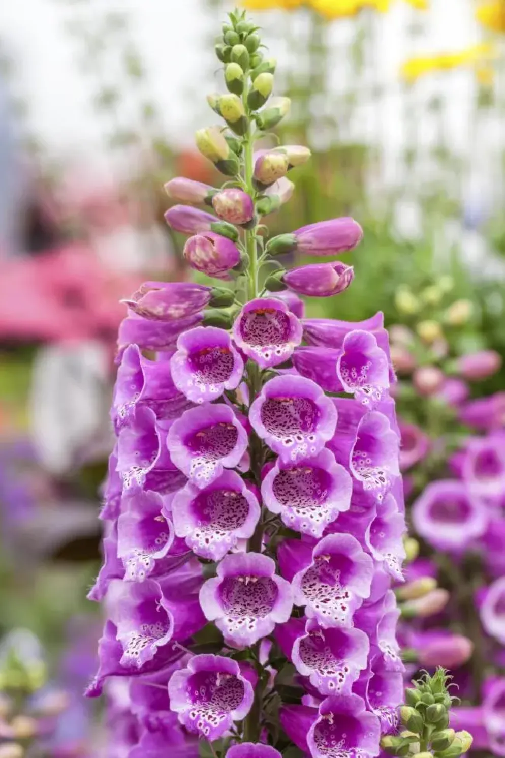 Digitalis purpurea 'Dalmatian Purple' (Vingerhoedjeskruid)