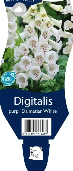 Digitalis purpurea 'Dalmatian White' (Vingerhoedjeskruid)