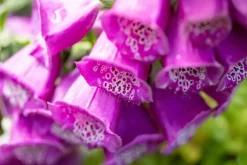 Digitalis purpurea, pink (Gewoon vingerhoedskruid)