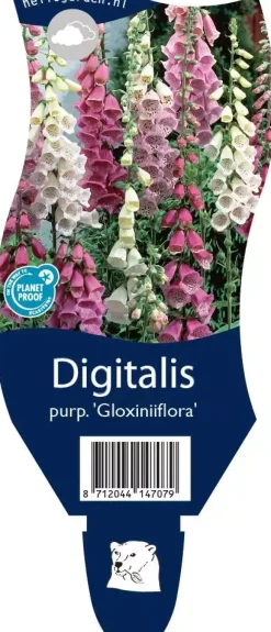Digitalis (Vingerhoedjeskruid)