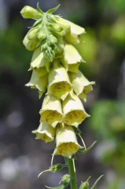 Digitalis (Vingerhoedjeskruid)
