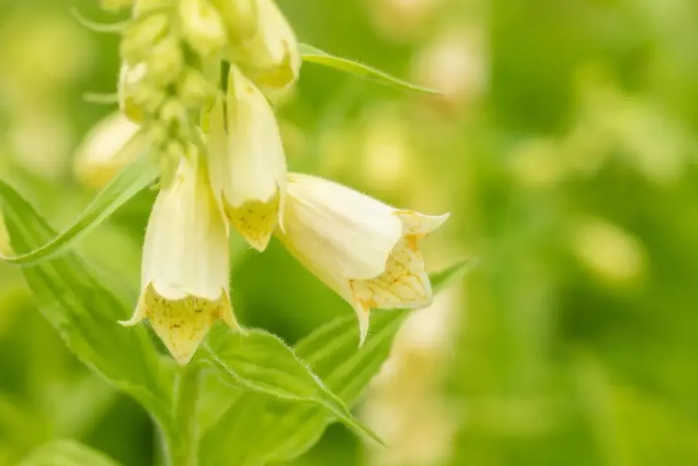 Digitalis (Vingerhoedjeskruid)