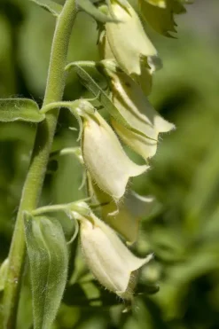 Digitalis (Vingerhoedjeskruid)