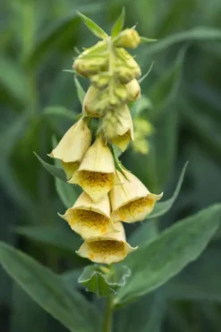 Digitalis (Vingerhoedjeskruid)