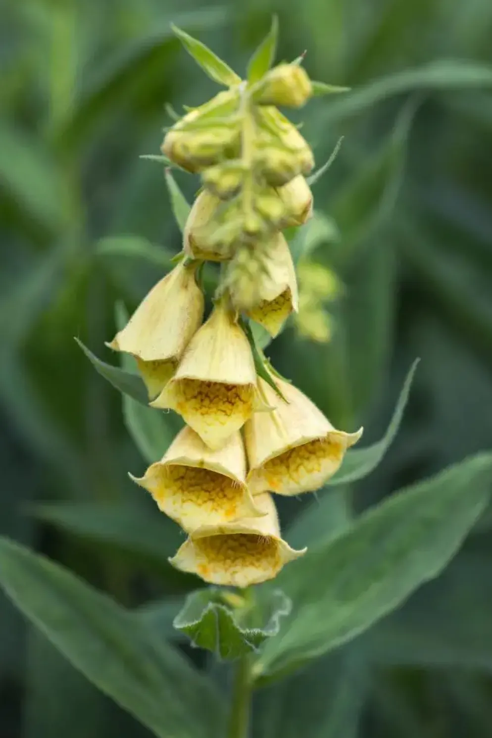 Digitalis (Vingerhoedjeskruid)