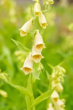Digitalis (Vingerhoedjeskruid)