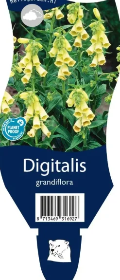 Digitalis (Vingerhoedjeskruid)