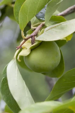Diospyros kaki (Kaki)