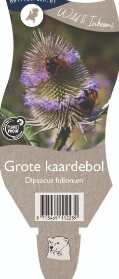 Dipsacus fullonum (Grote kaardebol)