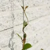 Draadset voor klimplanten d1.8mmx10