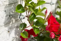 Draadset voor klimplanten d1.8mmx10