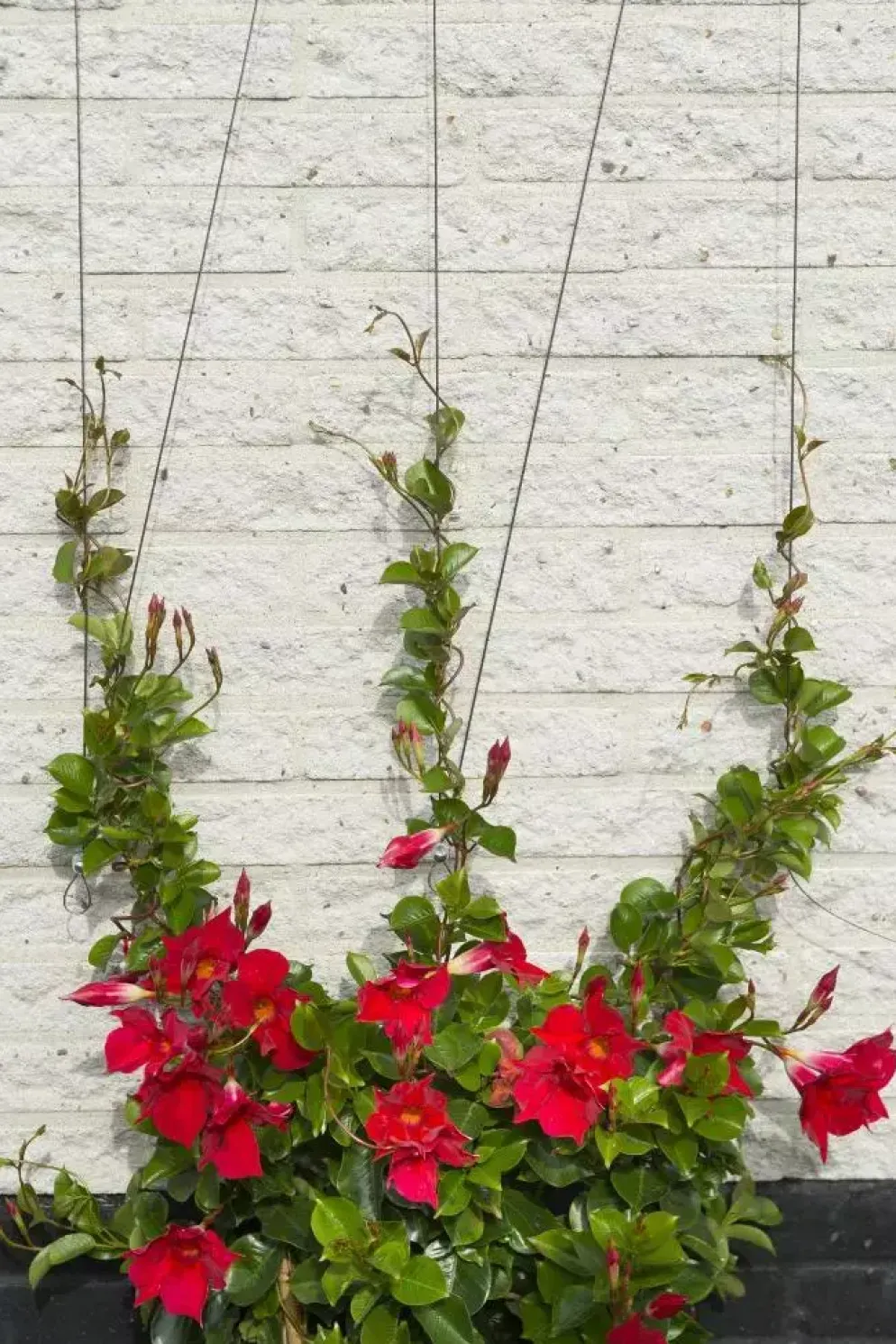 Draadset voor klimplanten d1.8mmx10