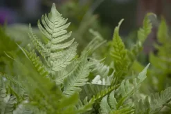 Dryopteris erythrosora (Herfstvaren)