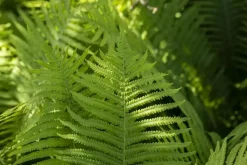Dryopteris erythrosora (Herfstvaren)
