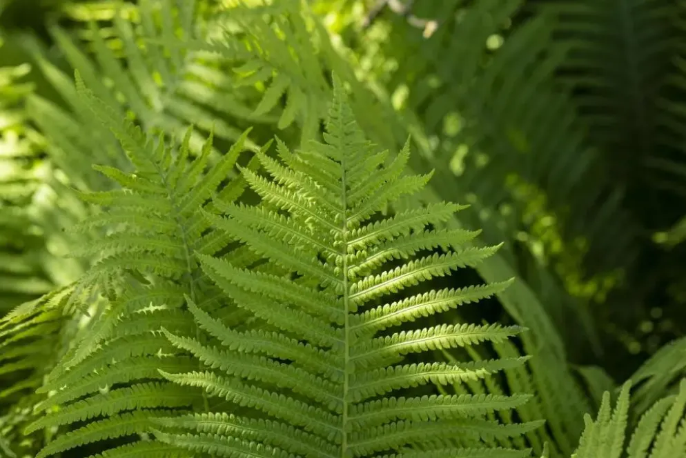 Dryopteris erythrosora (Herfstvaren)