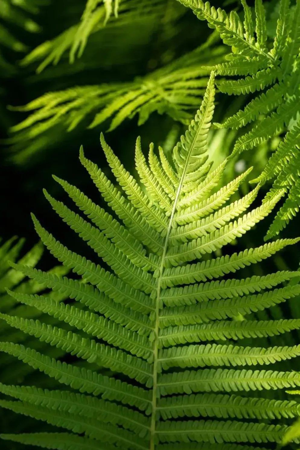 Dryopteris erythrosora (Herfstvaren)