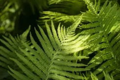 Dryopteris erythrosora (Herfstvaren)