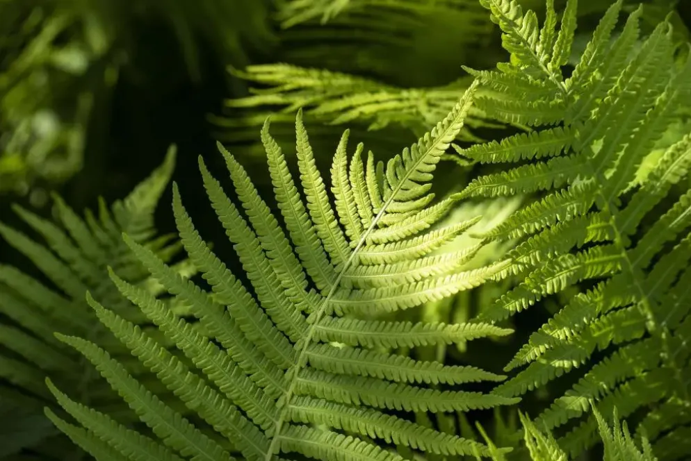 Dryopteris erythrosora (Herfstvaren)