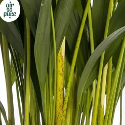 Dypsis lutescens (Arecapalm, Goudpalm) 60cm