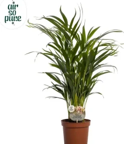 Dypsis lutescens (Arecapalm, Goudpalm) 60cm