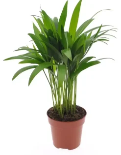 Dypsis lutescens (Arecapalm, Goudpalm) 40cm
