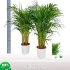 Dypsis lutescens p17 h100
