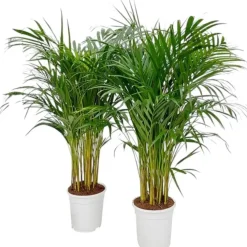 Dypsis lutescens p17 h100