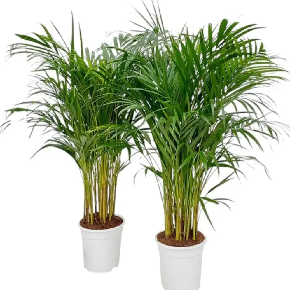 Dypsis lutescens p17 h100