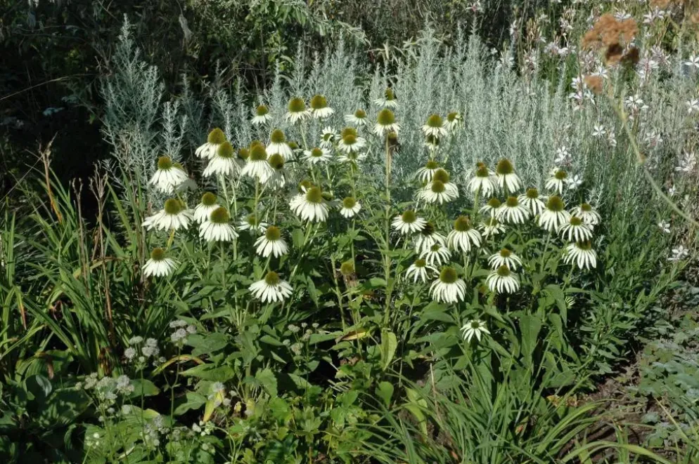 Echinacea purpurea 'Alba' (Zonnehoed)